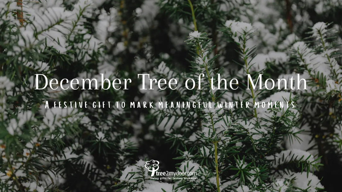Snow resting on green foliage with the text 'December Tree of the Month' overlayed