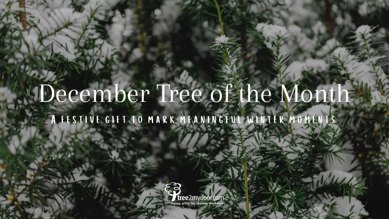 Snow resting on green foliage with the text 'December Tree of the Month' overlayed