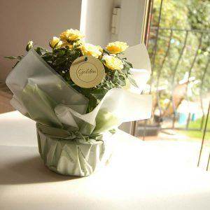 Indoor Rose Care Guide - Tree2mydoor