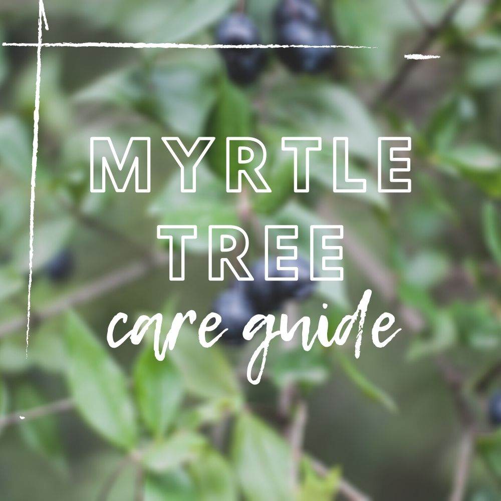 Myrtle Tree Care Guide - Tree2mydoor