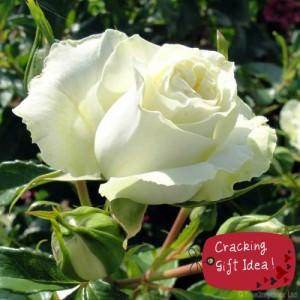 Thoughtful Valentine's Gifts - Tree2mydoor