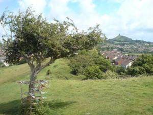 The Famous Glastonbury Thorn Tree Cut Down - Sad News - Tree2mydoor