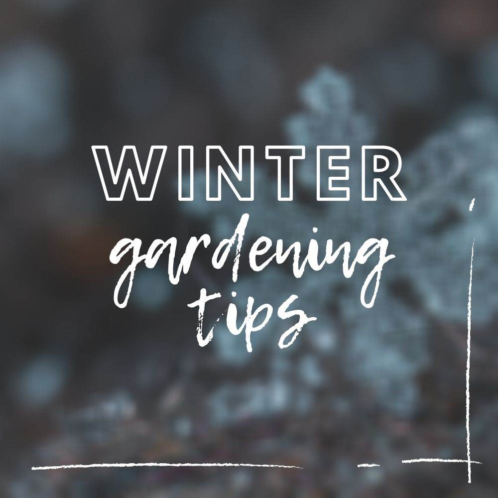 Winter Gardening Tips - Tree2mydoor