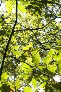 May Traditions - Oak Apple Day - Tree2mydoor