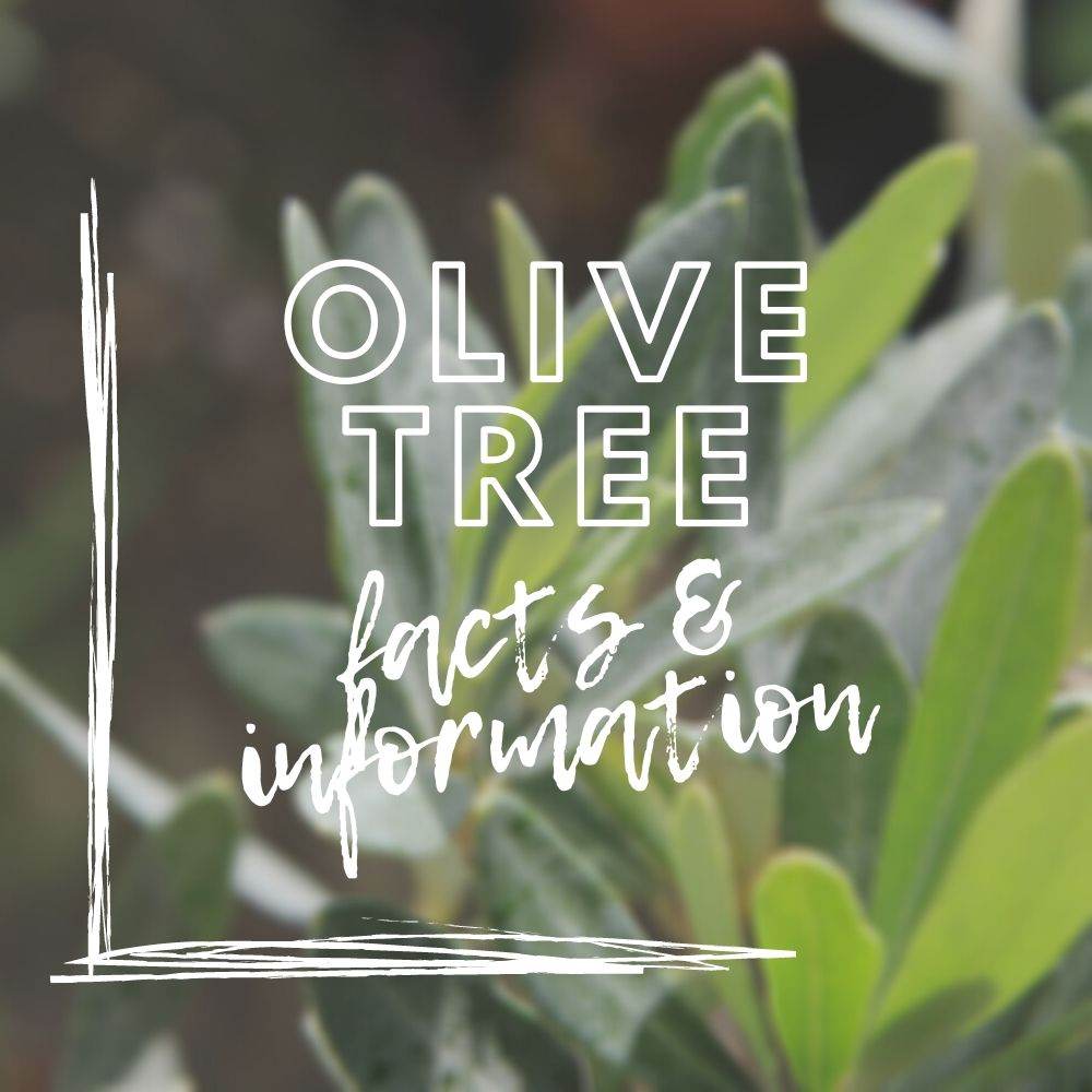 Olive Trees (Olea europaea) - Tree2mydoor