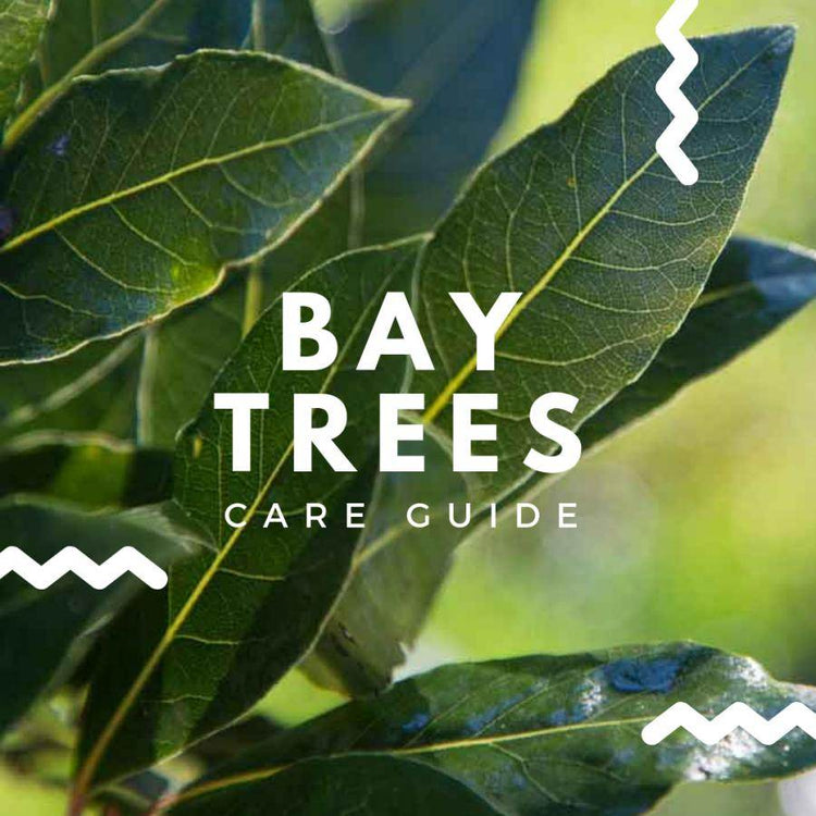 Bay Tree Care Guide | How to Look After a Bay Tree UK – Tree2mydoor