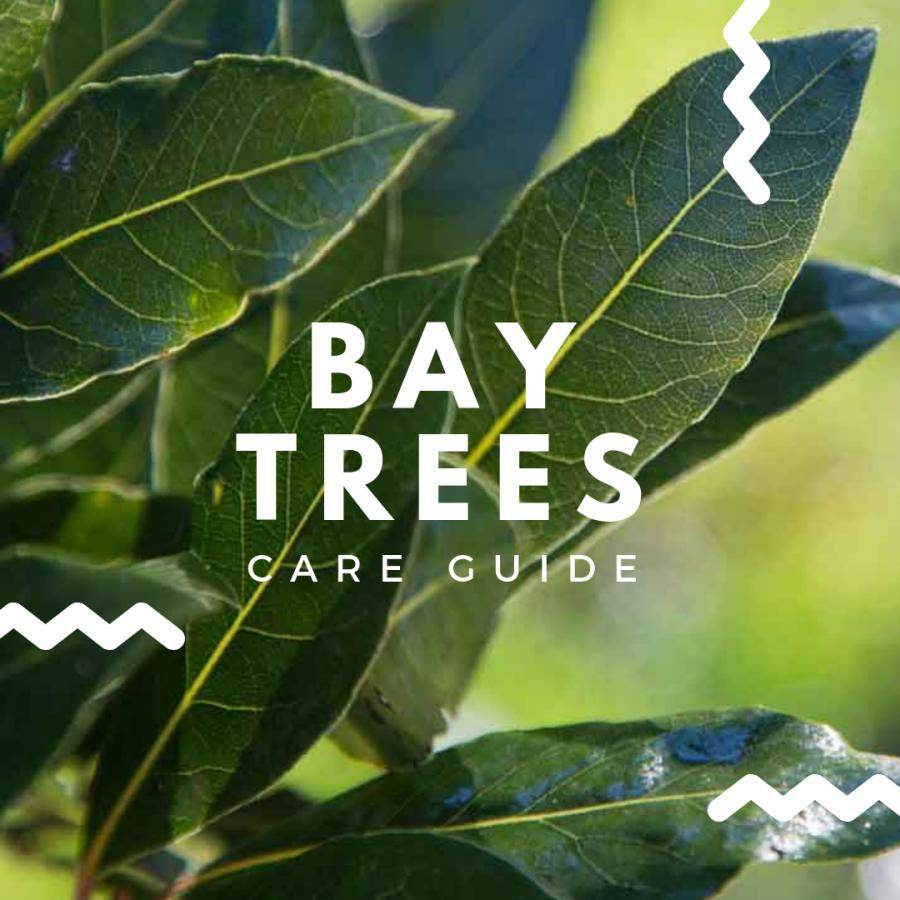 Bay Tree Care Guide - Tree2mydoor