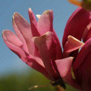 April MyTree™ Story | Sue's Susan Magnolia Gift - Tree2mydoor