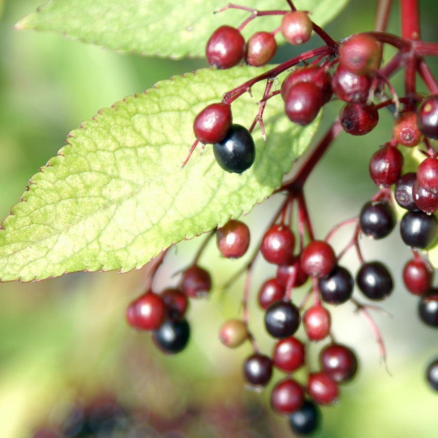 Elderflower Gin Recipe