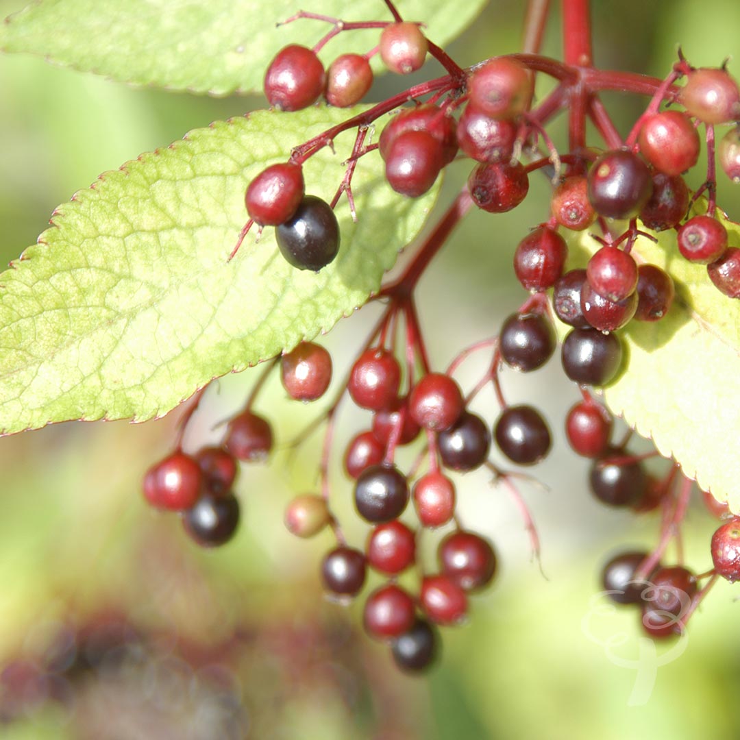 Homemade Elderflower Cordial Recipe