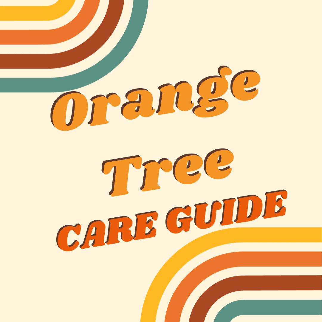 Orange Tree Care Guide - Tree2mydoor