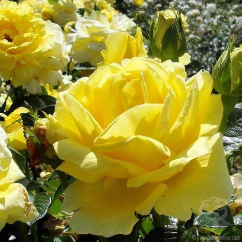 Gift of the Month, July 2015- The Golden Anniversary Rose - Tree2mydoor
