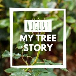 August MyTree Story - Ruby 40th Wedding Rose Bush Gift - Tree2mydoor