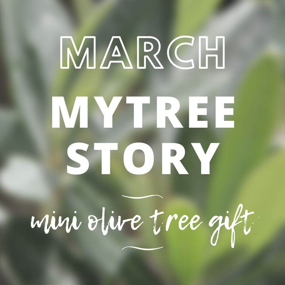 March MyTree Story - Mini Olive Tree Gift - Tree2mydoor