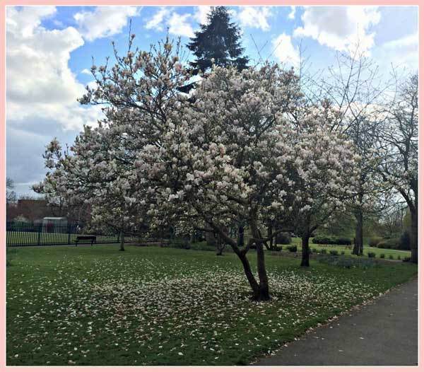 Photos of Spring - Spring Blossom - Tree2mydoor