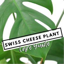 Swiss Cheese Plant Care Guide - Tree2mydoor