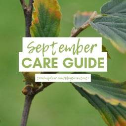 Gardening Jobs for September - Tree2mydoor