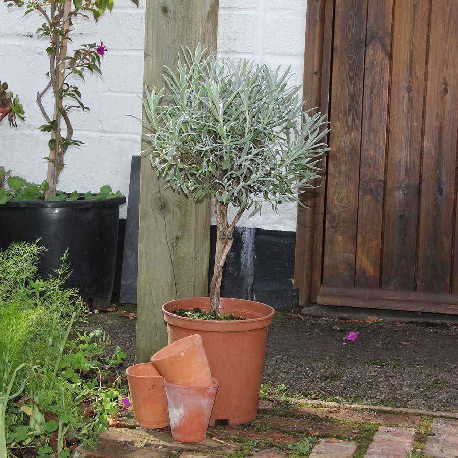 Top 5 Christmas Stocking Filler Gift Ideas - Tree2mydoor