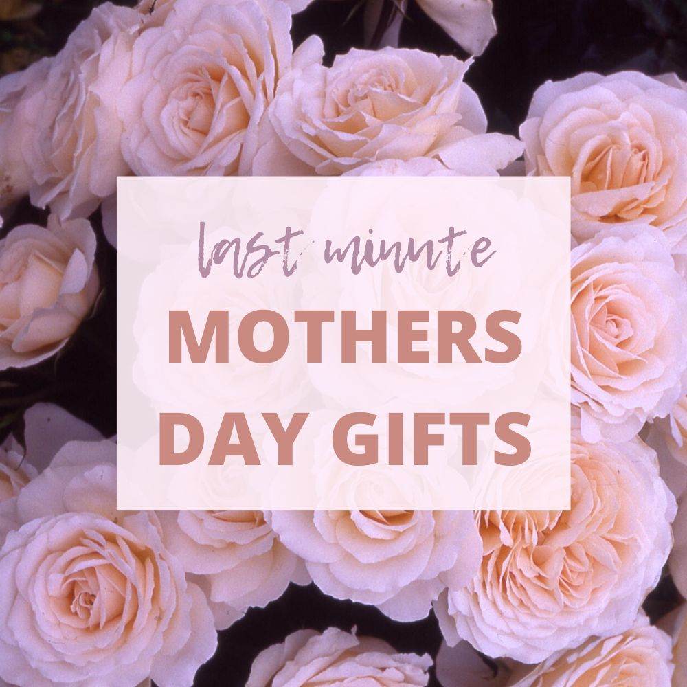 Last Minute Mothers Day Gifts - Tree2mydoor