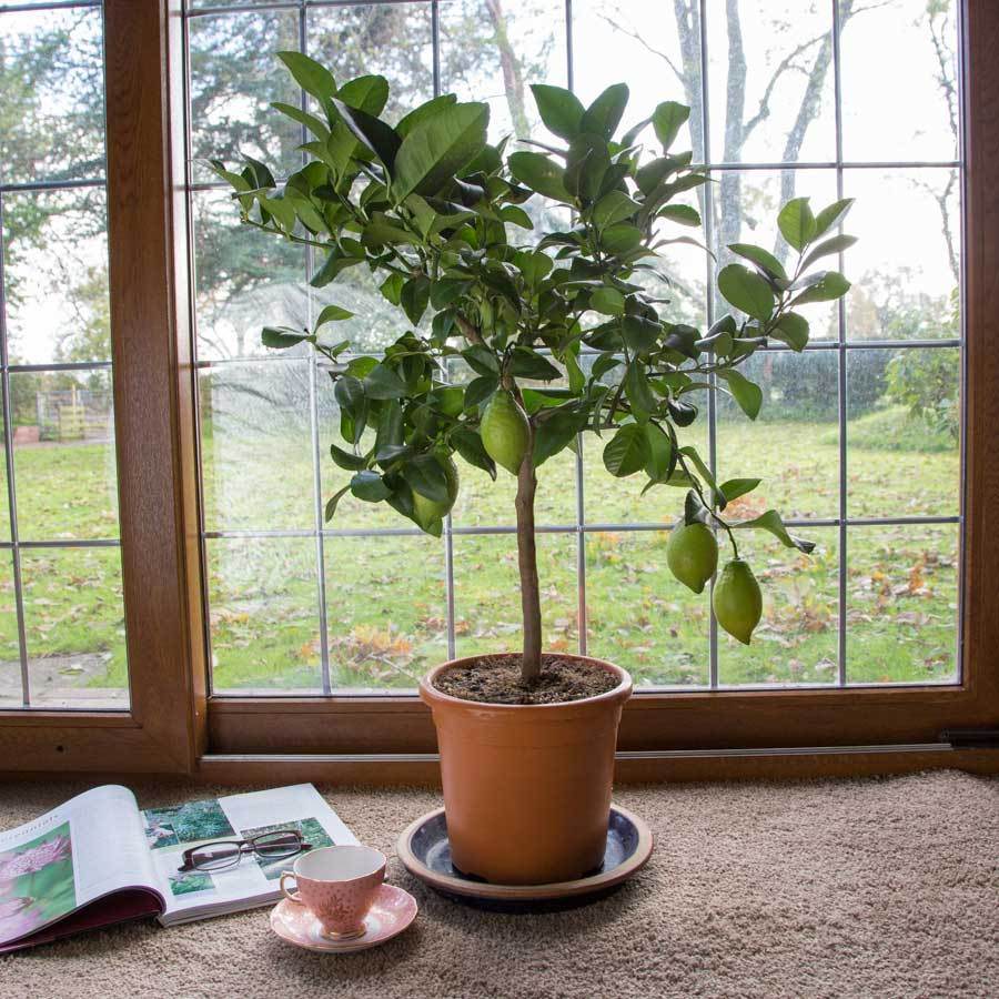Valentines Poetry Competition Announcement - Tree2mydoor