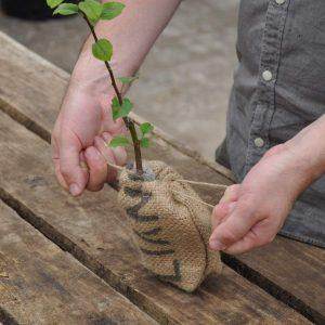 January 2019 MyTree Story | Golden Wedding Anniversary Tree Gift Pack - Tree2mydoor