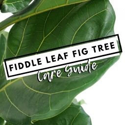 Fiddle Leaf Fig Tree Care Guide
