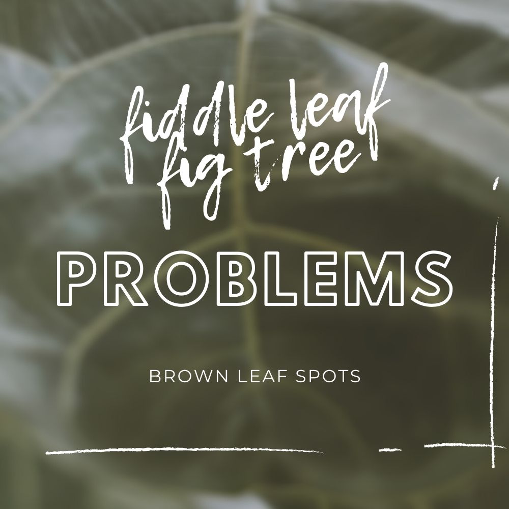 Fiddle Leaf Fig Tree Problems