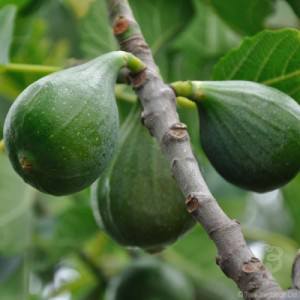 Caring for Fig Trees