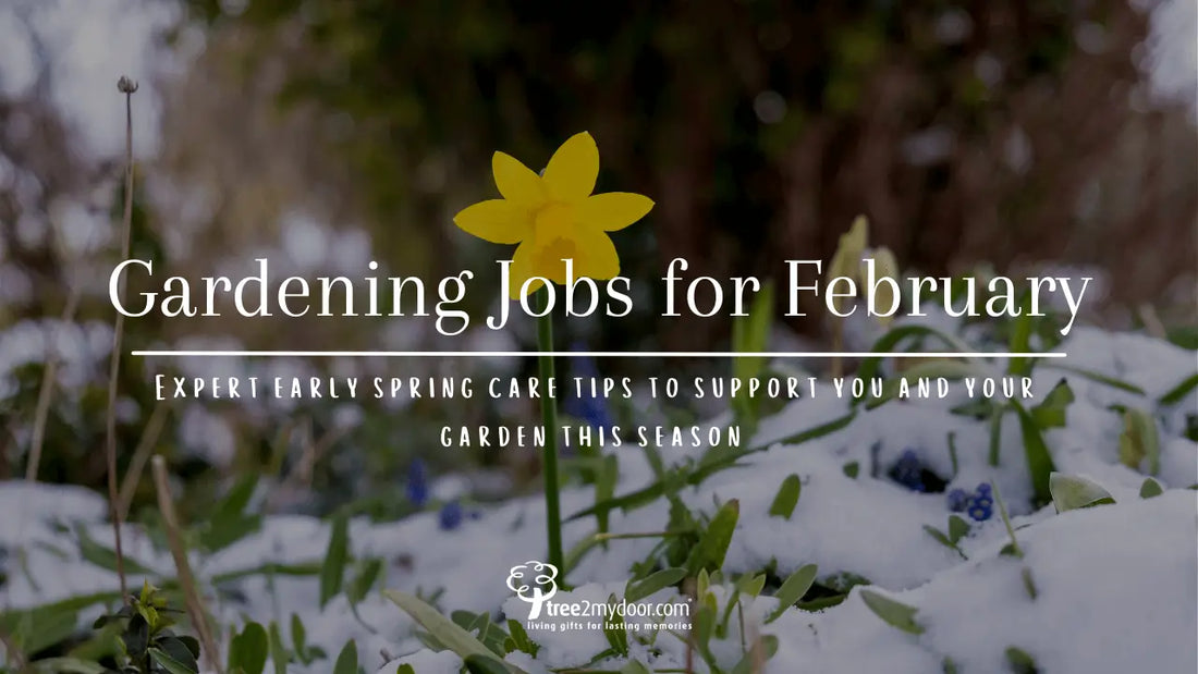 Gardening Jobs for February | Expert early spring care tips to support you and your garden this season