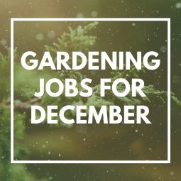 Gardening Jobs for December