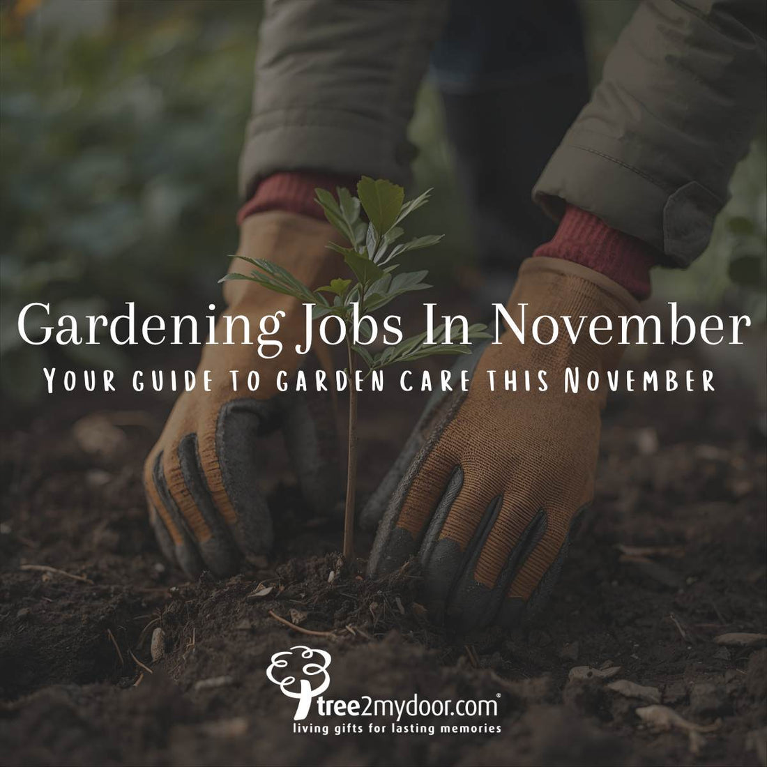 Gardening Jobs for November