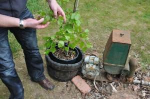 Gardening Jobs in June