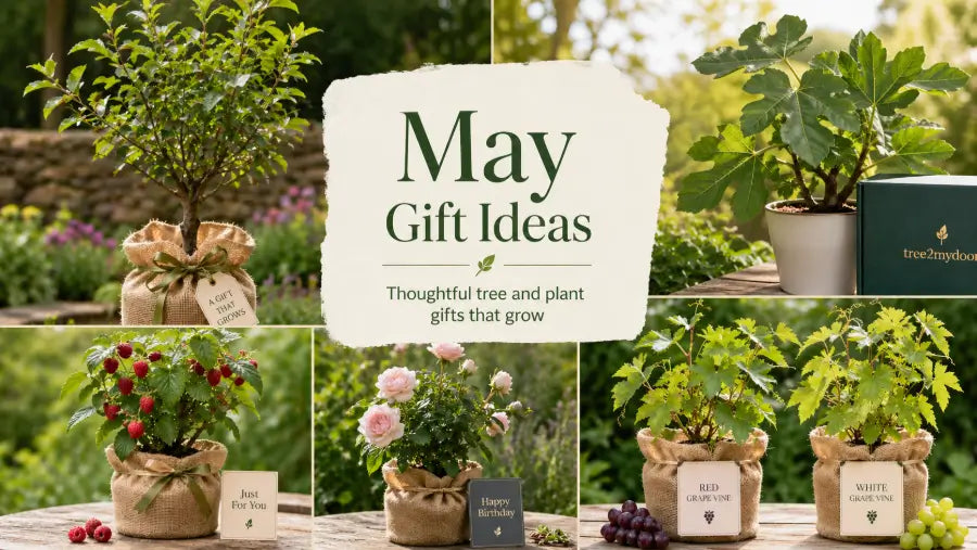 Birthday Gift Ideas for May