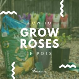 Growing Roses in Pots