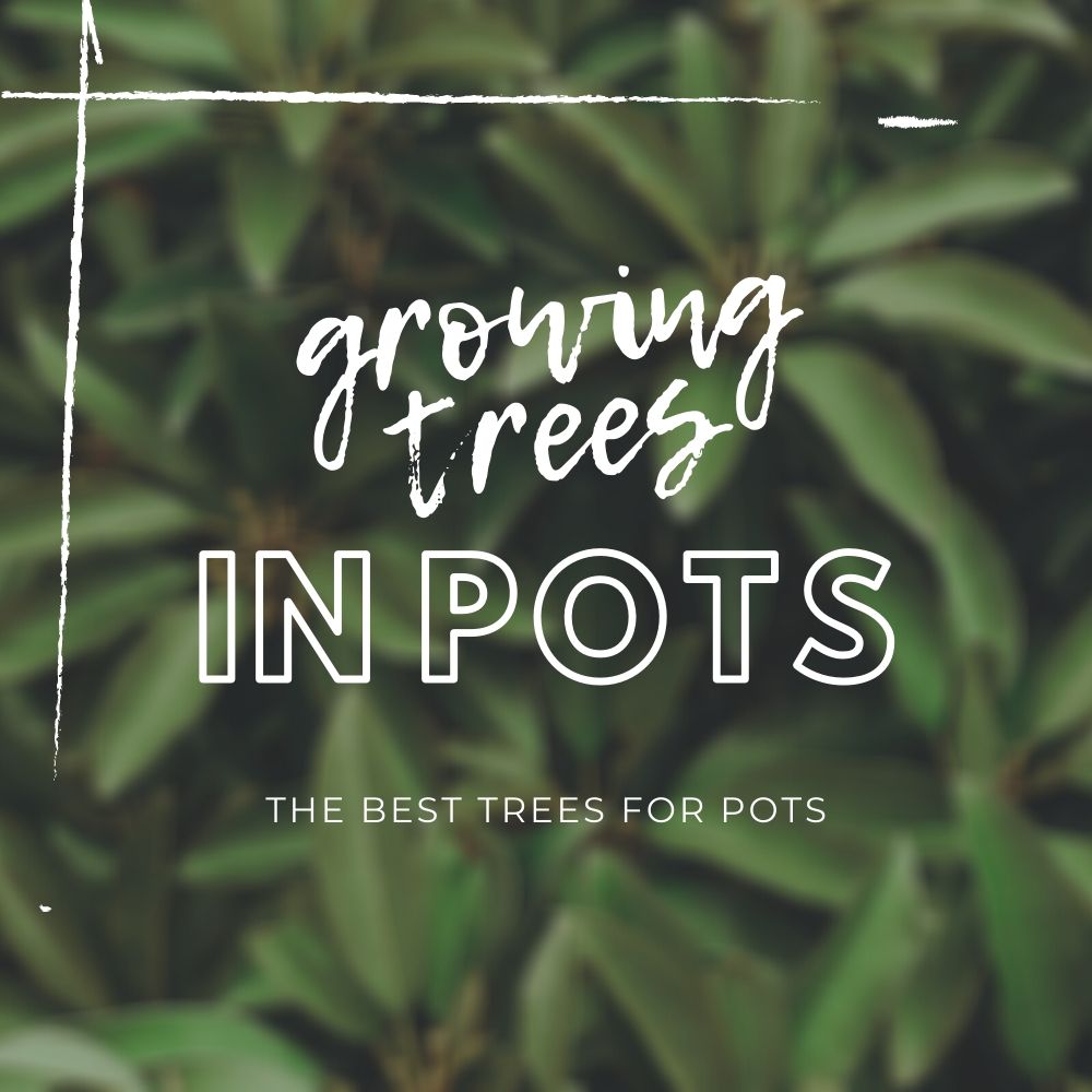 Growing Trees in Pots