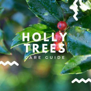 Holly Tree Care Guide | How to Care for Holly Trees