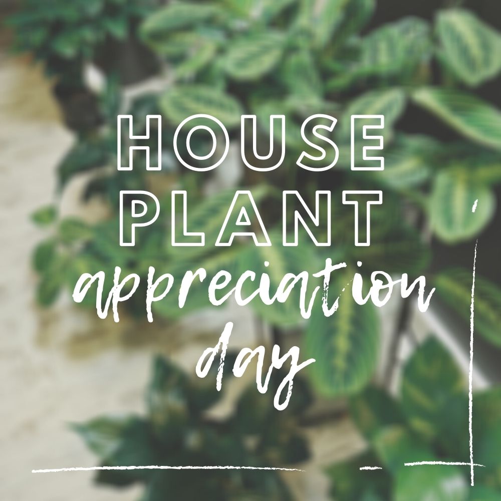 Houseplants as Gifts