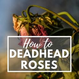How to Deadhead Rose Bushes