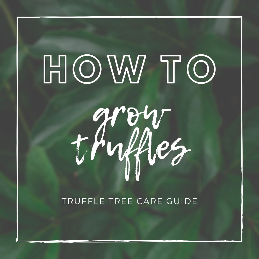 How to Grow Truffles
