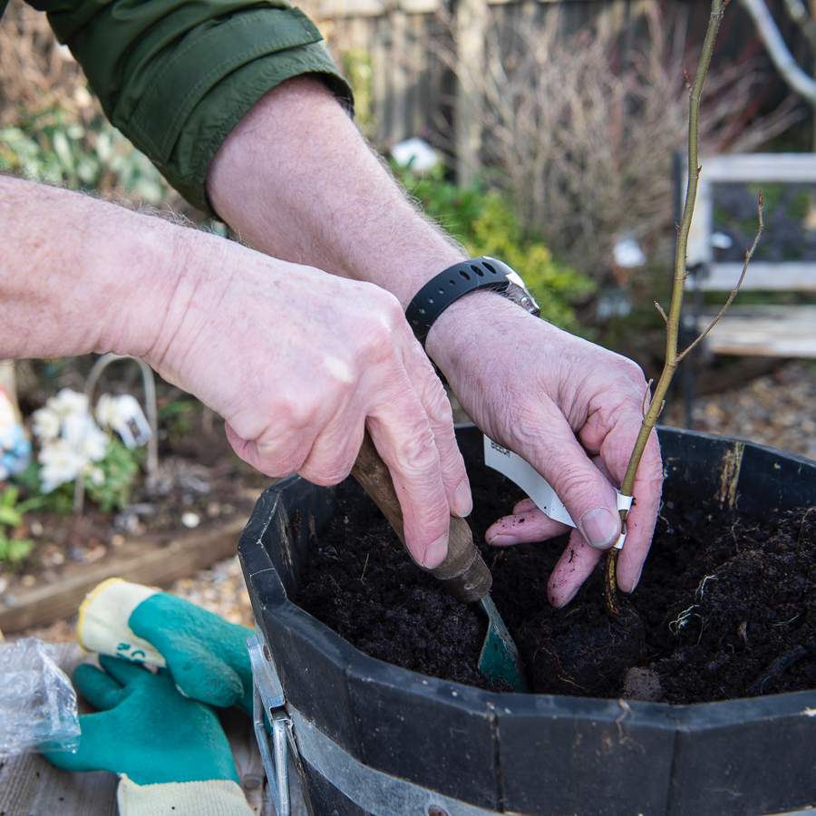 How to Plant a Tree Sapling