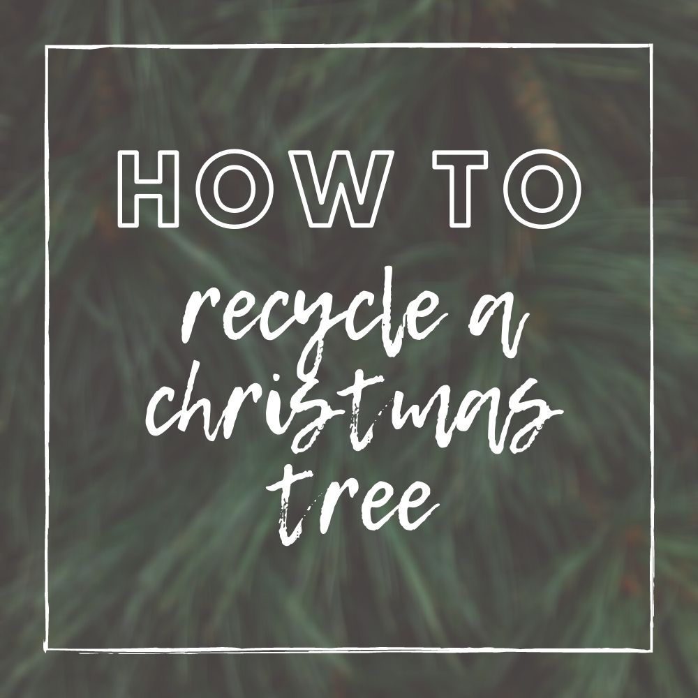 How to Recycle a Christmas Tree