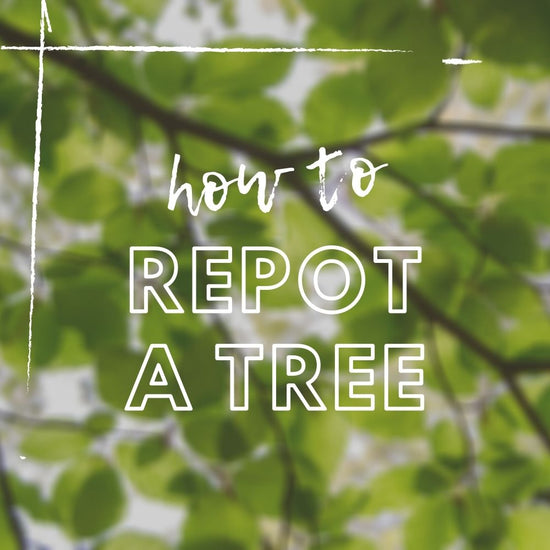 How to Repot a Tree