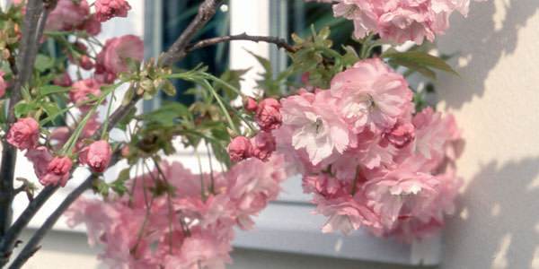 What trees should you be planting this spring? - tree2mydoor