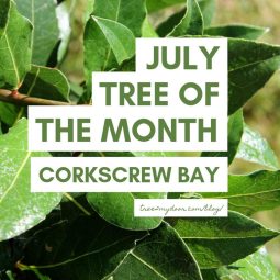 July Tree of the Month