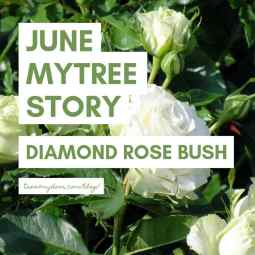 June MyTree Story - Diamond Roses