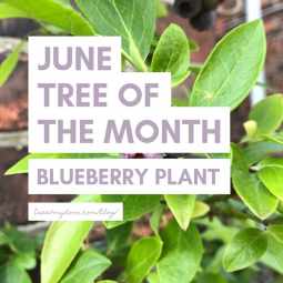 June Tree of the Month - Blueberry Plant