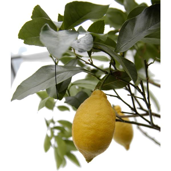 Lemon Tree - July Tree of The Month