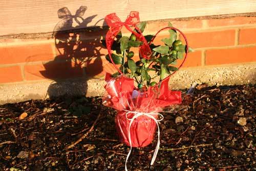Tree Of The Month, February 2015 - The Valentines Limequat