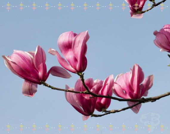 Magnificent Magnolia Trees - Perfect Spring Gifts