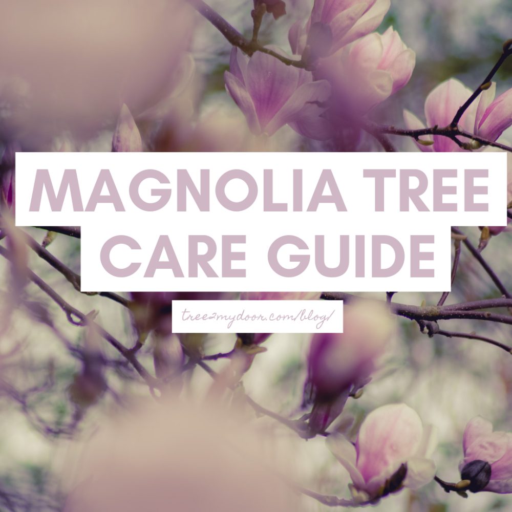 Magnolia Tree Care Guide